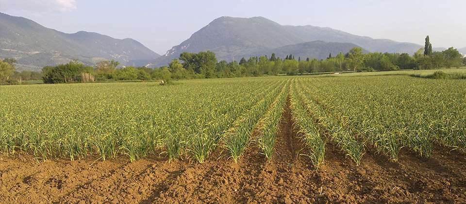 Aglio Rosso di Sulmona: storia, caratteristiche e proprietà di un prodotto unico